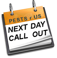 Pest Control. Pest Control Company Playa Flamenca